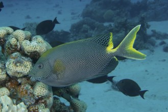 Orange-spotted spinefoot, spotted rabbitfish (Siganus stellatus laqueus), swimming near corals in