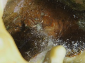 Small Red Scissor Shrimp (Cuapetes tenuipes), shrimp, hiding in a cave under water, dive site House