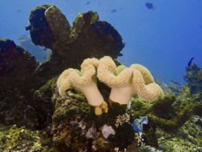 Underwater scene with mushroom leather coral (Sarcophyton glaucum) and marine plants against a blue