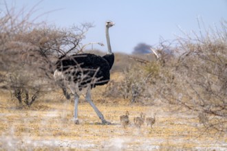 Common ostrich (Struthio camelus), adult male with young, chicks, animal family, African savannah,