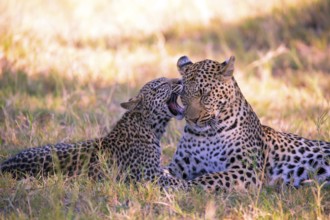 Leopard, Panthera pardus, Botsuana, Botsuana, Botsuana