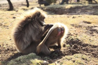 In the highlands of Abyssinia, in the Semien Mountains, landscape in the Semien Mountains National