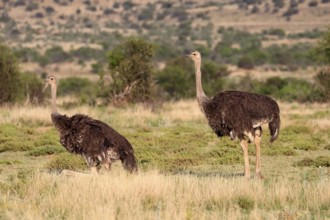 South African ostrich (Struthio camelus australis), common ostrich, adult, female, two females,