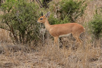 Steenbok (Raphicerus campestris), adult, male, foraging, vigilant, dwarf antelope, Kruger National