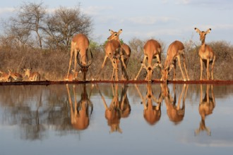 Black Heeler Antelope (Aepyceros melampus), adult, group, female, male, at the water, drinking,