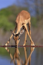 Black Heeler Antelope (Aepyceros melampus), young male, at the water, drinking, Kruger National