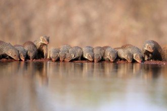 Zebra mongoose (Mungos mungo), adult, group, at the water, drinking, Kruger National Park, Kruger