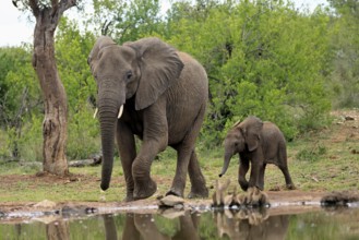 African elephant (Loxodonta africana), young animal, mother, adult, female, mother with young