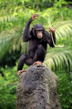 Chimpanzee (Pan troglodytes troglodytes), adult female, used, tool, termite mound Africa