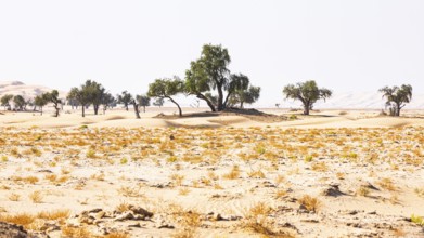 Trees in front of sand dunes, green vegetation in front, Rub al Khali desert, Dhofar province,