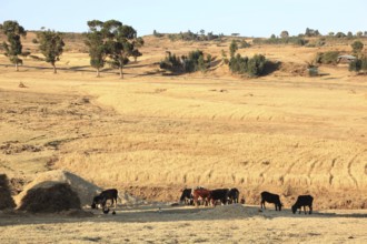 Landscape with cattle in the Europia district, Ethiopia, Africa