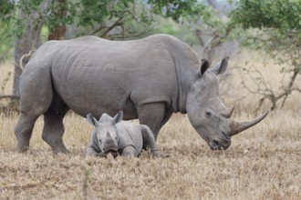 Southern white rhinoceros (Ceratotherium simum simum), adult female standing with resting young, in