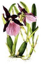 Miltonia spectabilis var Moreliana, the outstanding Miltonia, a species of orchid found in the wild