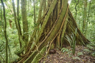 Roots of a sequoia beside a little walking path going through the rainforest in spring, Lamington