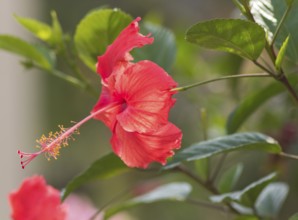 Red hibiscus flower on a gleam in Vietnam. with a blurred background