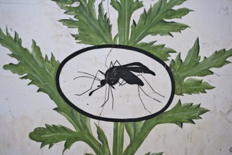 Mural painting advocating the benefits of the artemisia plant to treat malaria Senegal