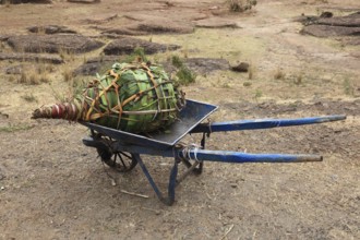 Khat wrapped in banana leaves, transported on a wheelbarrow, Ethiopia, Africa