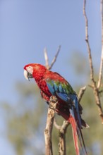 One scarlet macaw (Ara macao) sitting on a branch with green vegetation in the background. Bright