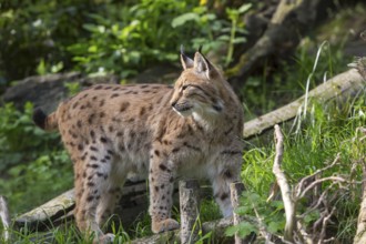 One Eurasian (Carpathian) lynx, Lynx lynx carpathicus, standing in lush vegetation with tree logs