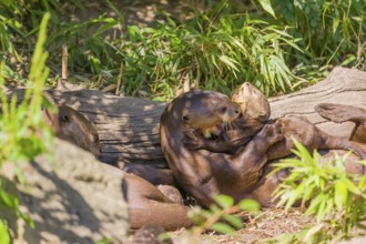 Two-year-old giant otter or giant river otter (Pteronura brasiliensis) cares for his 2-month-old