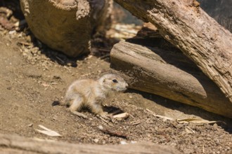 A black-tailed prairie dog cub (2 weeks old) (Cynomys ludovicianus) sits on sandy terrain between