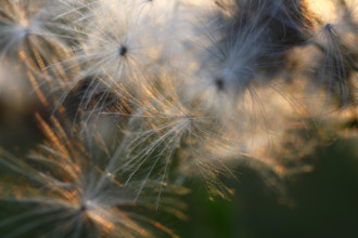 Thistle seeds backlit by the setting sun, Middle Elbe Biosphere Reserve, Dessau-Roßlau,