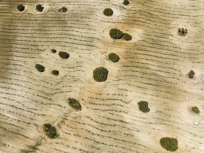 Holm Oaks (Quercus ilex) in a field, aerial view, drone shot, Almería province, Andalusia, Spain,