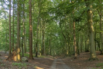 Forest near Sellin, Rügen Island, Mecklenburg-Western Pomerania, Germany, Europe