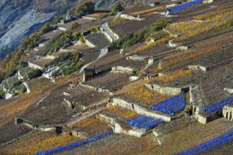 Vineyard terraces with blue bird protection nets on a sunny slope above the Rhone valley, Vétroz,