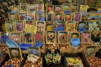 Tulip bulbs at the traditional flower market, Amsterdam, Holland, The Netherlands, Europe