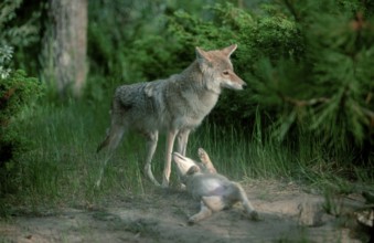 Coyote (Canis latrans) with young