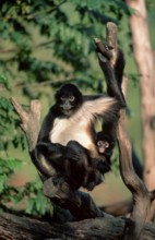 Black-handed Spider Monkeys, female with young, geoffroy's spider monkeys (Ateles geoffroyi),