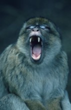 Barbary Monkey, yawning (Macaca silvanus)