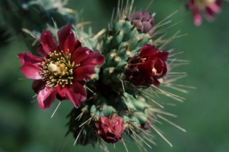 Cholla cactus (Cactaceae), Arizona, USA, nopale (Opuntia), north america (north_america), Plants,