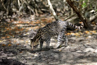 Ocelot (Leopardus pardalis) male, Honduras, Central America