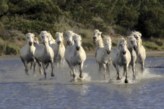 Camargue horses run through water, Camargue, Provence, South of France, Camargue horse, white horse