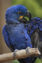 Hyacinth Macaw (Anodorhynchus hyacinthinus)