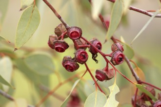 Redbud mallee, Alice Springs (Eucalyptus pachyphylla), Australia, Oceania