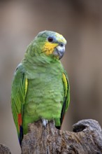 Orange-winged Amazon (Amazona amazonica)