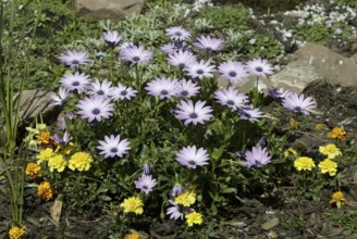 Gazania (Gazania)