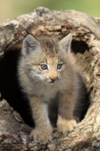 Canadian Lynx, cub, 8 weeks (Lynx lynx canadensis) (Felis lynx canadensis), Silver Lynx