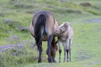 Exmoor ponies, mare with foal, De Bollekamer nature reserve, Texel island, North Holland,