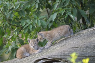 Eurasian lynxes (Lynx lynx)