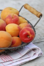 Apricots (Prunus armeniaca) in basket