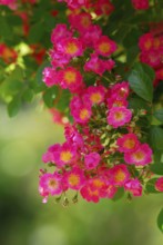 Climbing rose 'Maria Lisa', Rambler rose, 1925