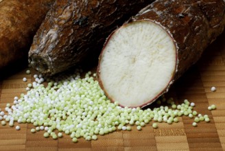 Cassavaroots and tapioca beads, roots (Manihot esculenta) tapioca beads, pearl tapioca, starch,