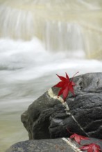 Japanese (Acer japonicum aconitifolium) maple, leaves on stones