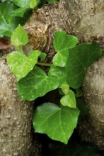 Ivy, green survival (Hedera-Helix)