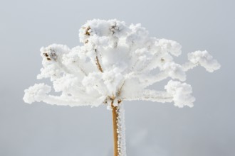 Ice detail on chervil, Switzerland, Europe