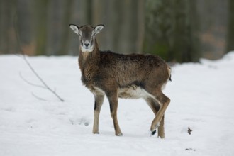 European mouflon (Ovis gmelini musimon) in the forest in the snow in winter, Germany, Europe